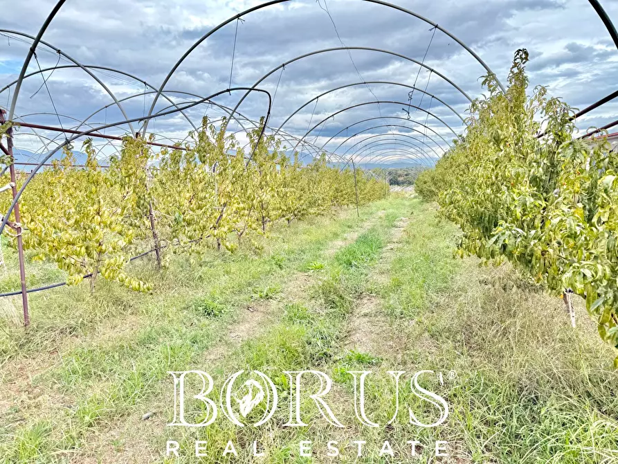 Immagine 33 di Azienda agricola in vendita  in Santa Maria la Piana a Sessa Aurunca