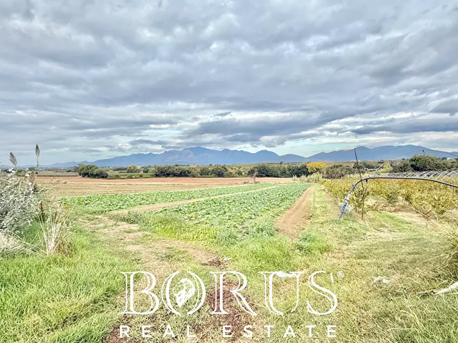 Immagine 35 di Azienda agricola in vendita  in Santa Maria la Piana a Sessa Aurunca