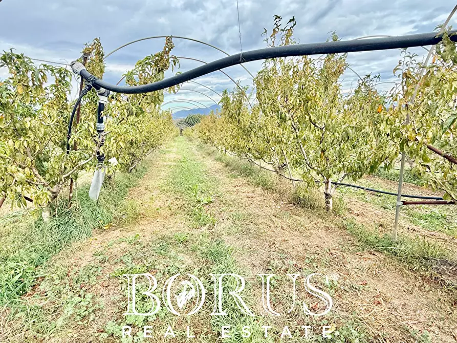 Immagine 38 di Azienda agricola in vendita  in Santa Maria la Piana a Sessa Aurunca