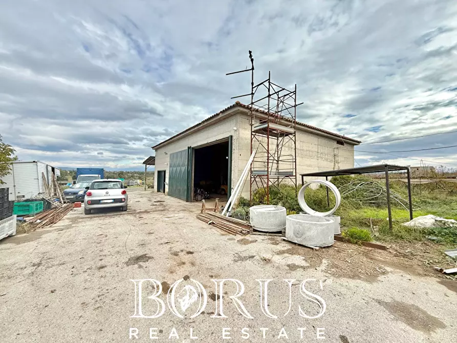 Immagine 40 di Azienda agricola in vendita  in Santa Maria la Piana a Sessa Aurunca