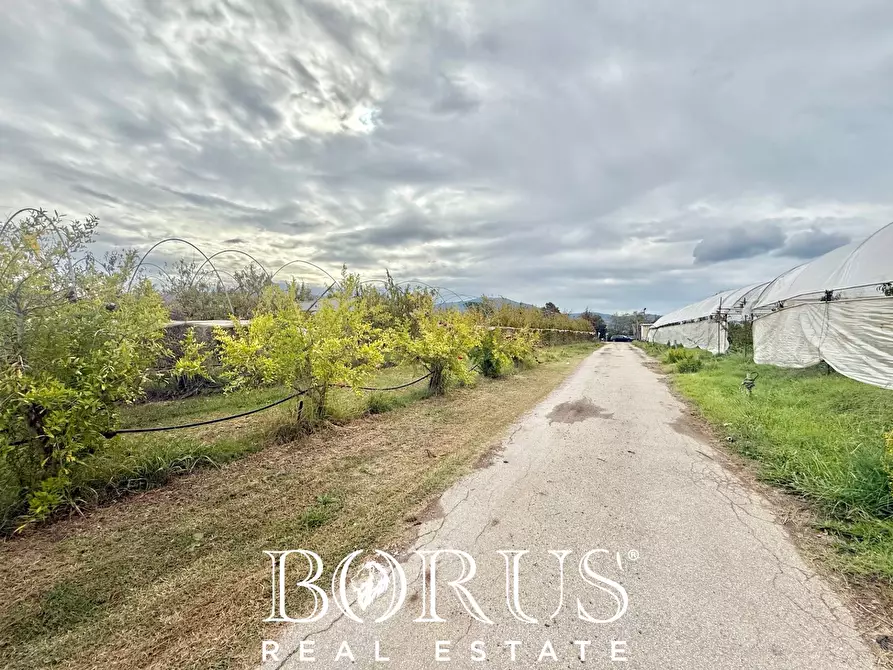 Immagine 44 di Azienda agricola in vendita  in Santa Maria la Piana a Sessa Aurunca