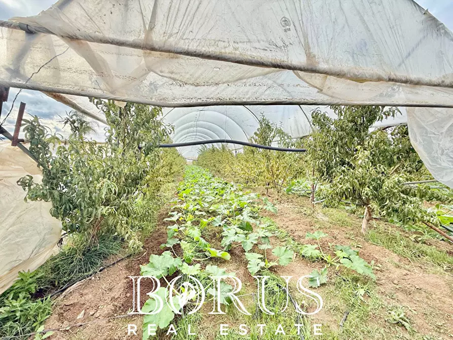 Immagine 46 di Azienda agricola in vendita  in Santa Maria la Piana a Sessa Aurunca