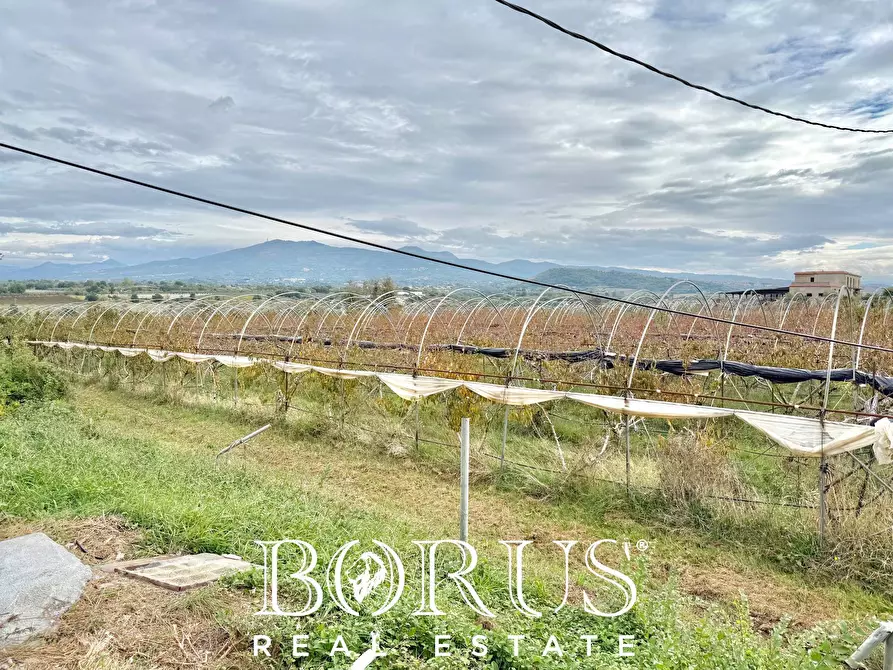 Immagine 47 di Azienda agricola in vendita  in Santa Maria la Piana a Sessa Aurunca