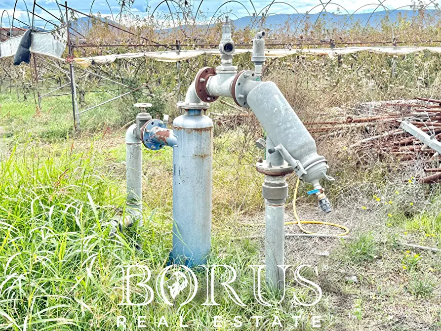 Immagine 49 di Azienda agricola in vendita  in Santa Maria la Piana a Sessa Aurunca