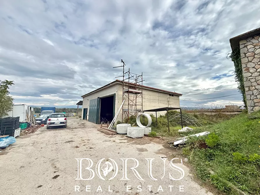 Immagine 50 di Azienda agricola in vendita  in Santa Maria la Piana a Sessa Aurunca