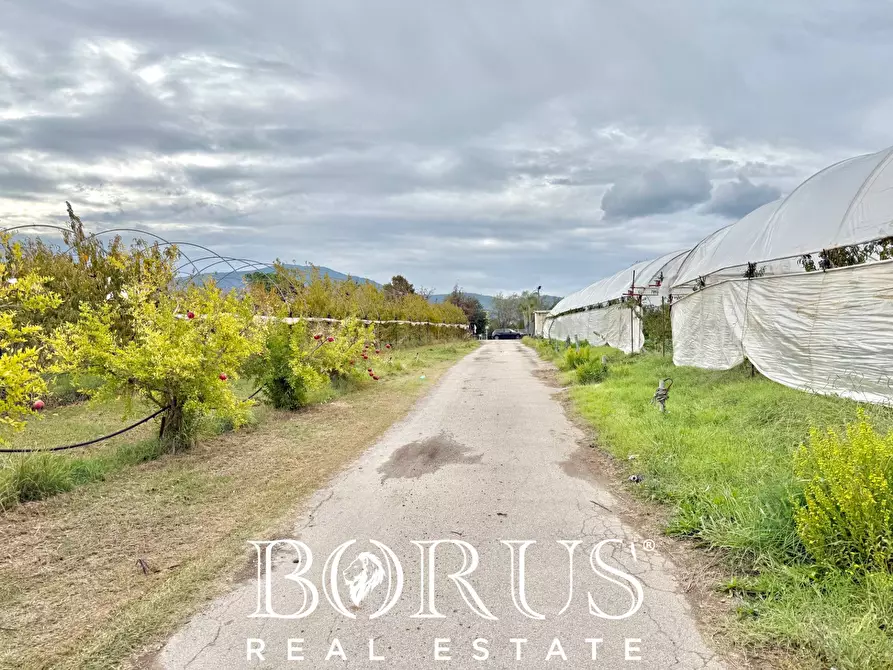 Immagine 51 di Azienda agricola in vendita  in Santa Maria la Piana a Sessa Aurunca