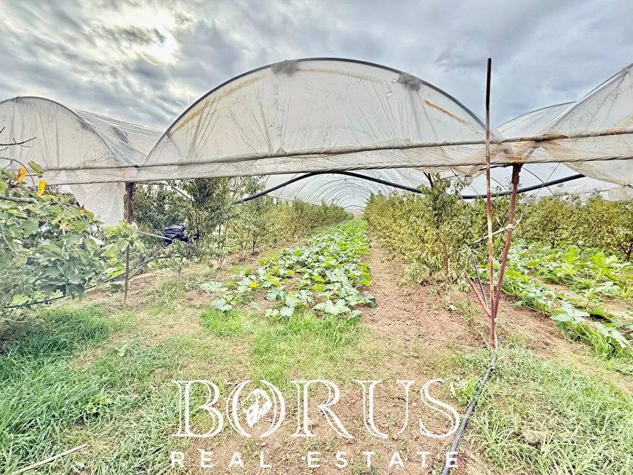 Immagine 52 di Azienda agricola in vendita  in Santa Maria la Piana a Sessa Aurunca