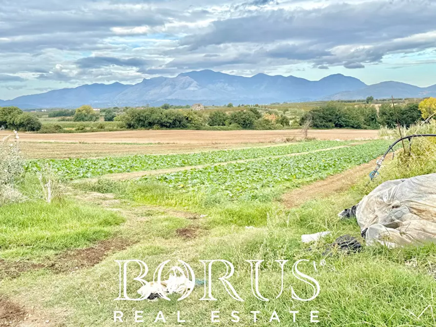 Immagine 54 di Azienda agricola in vendita  in Santa Maria la Piana a Sessa Aurunca