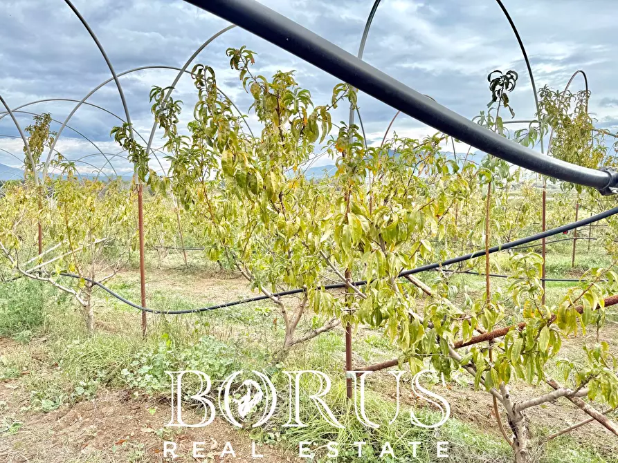 Immagine 55 di Azienda agricola in vendita  in Santa Maria la Piana a Sessa Aurunca