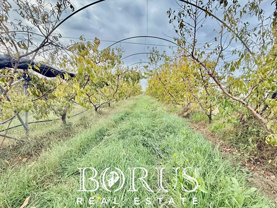 Immagine 56 di Azienda agricola in vendita  in Santa Maria la Piana a Sessa Aurunca