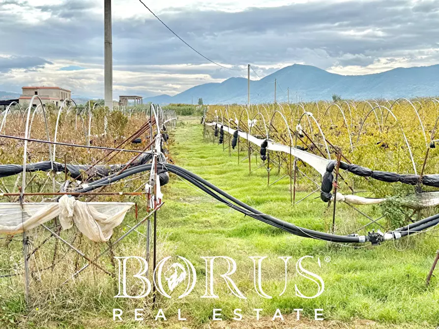 Immagine 61 di Azienda agricola in vendita  in Santa Maria la Piana a Sessa Aurunca