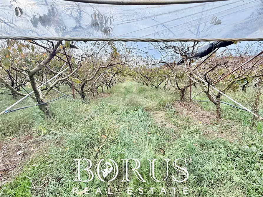 Immagine 65 di Azienda agricola in vendita  in Santa Maria la Piana a Sessa Aurunca