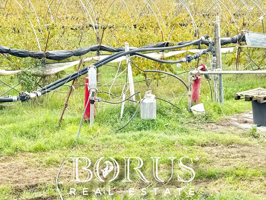 Immagine 68 di Azienda agricola in vendita  in Santa Maria la Piana a Sessa Aurunca