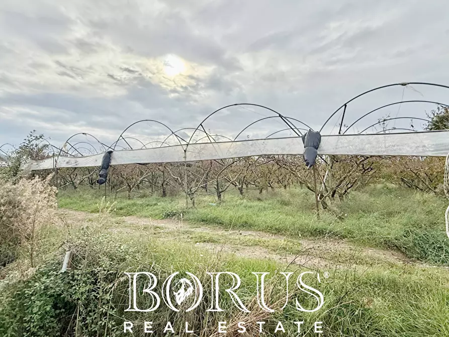 Immagine 69 di Azienda agricola in vendita  in Santa Maria la Piana a Sessa Aurunca