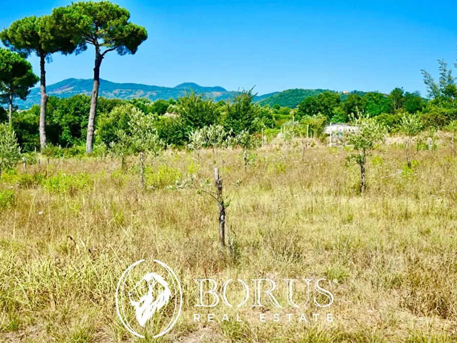 Immagine 2 di Terreno agricolo in vendita  in Via Travata a Sessa Aurunca