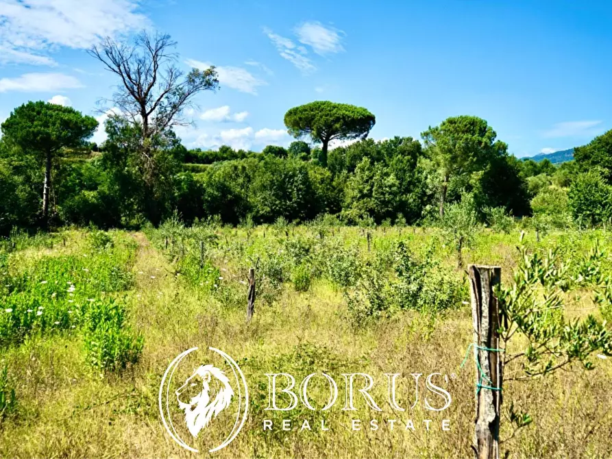 Immagine 3 di Terreno agricolo in vendita  in Via Travata a Sessa Aurunca