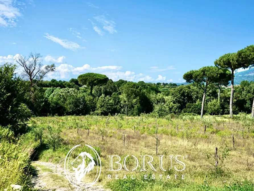 Immagine 4 di Terreno agricolo in vendita  in Via Travata a Sessa Aurunca