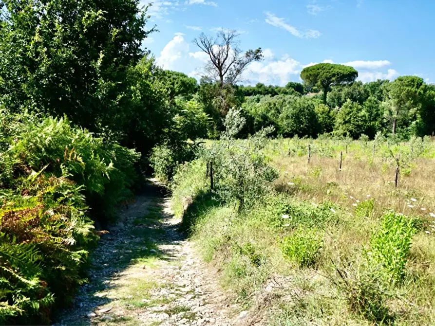 Immagine 5 di Terreno agricolo in vendita  in Via Travata a Sessa Aurunca