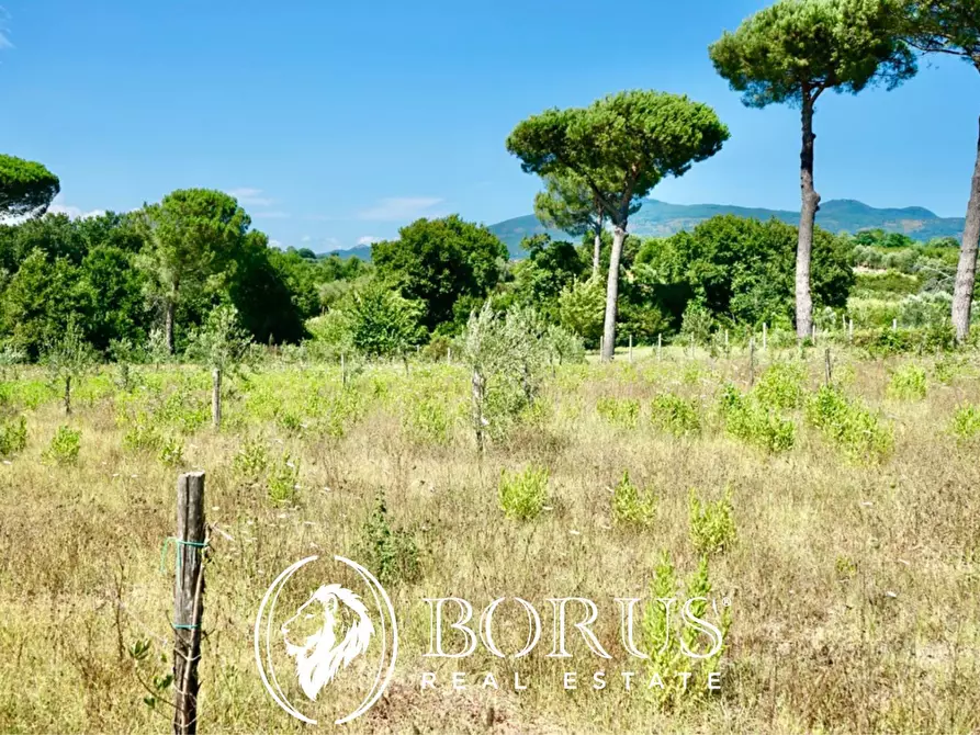 Immagine 6 di Terreno agricolo in vendita  in Via Travata a Sessa Aurunca