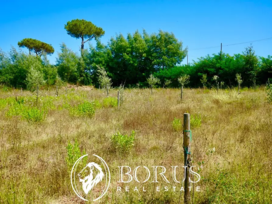 Immagine 7 di Terreno agricolo in vendita  in Via Travata a Sessa Aurunca