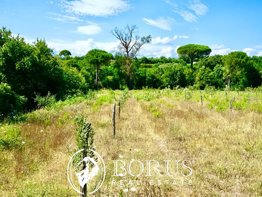 Immagine 8 di Terreno agricolo in vendita  in Via Travata a Sessa Aurunca