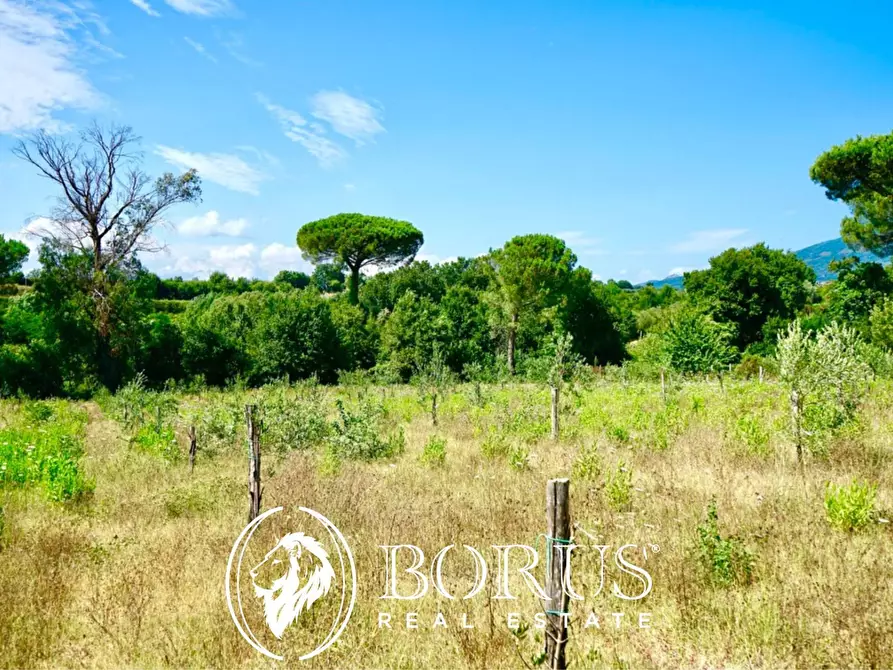 Immagine 9 di Terreno agricolo in vendita  in Via Travata a Sessa Aurunca