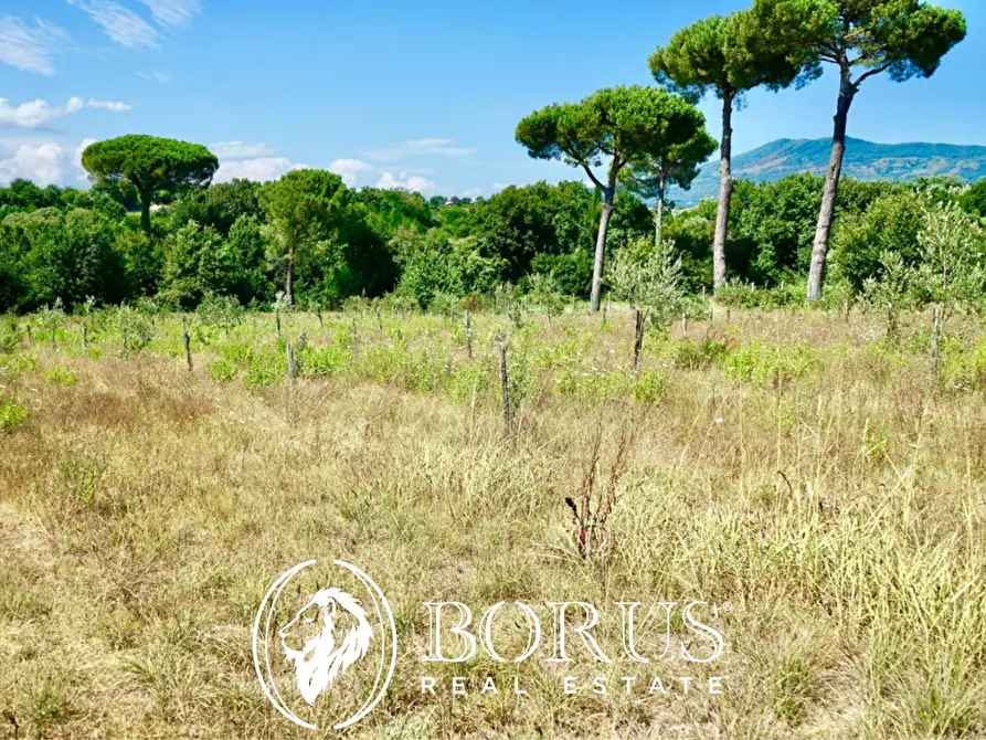Immagine 10 di Terreno agricolo in vendita  in Via Travata a Sessa Aurunca