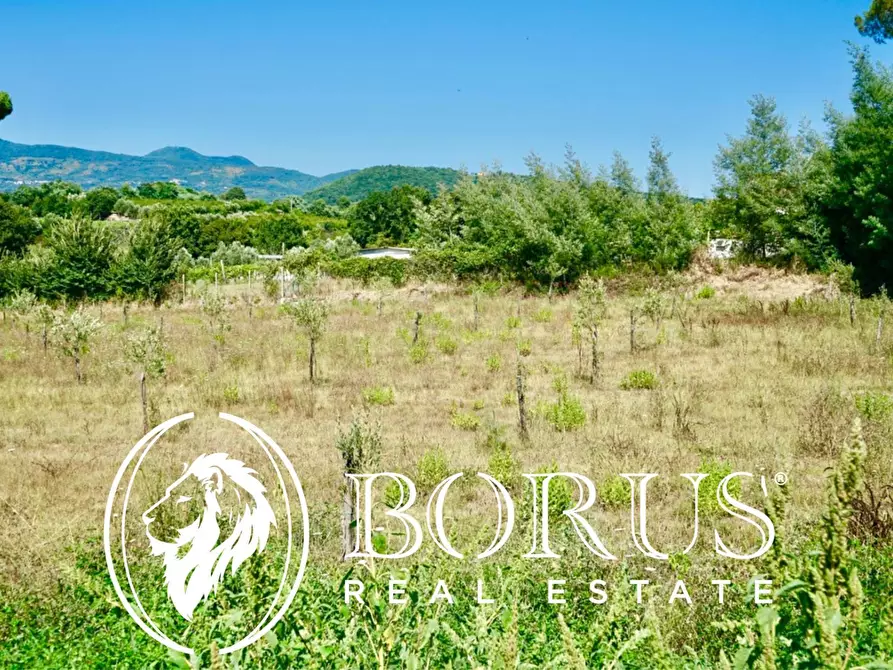 Immagine 11 di Terreno agricolo in vendita  in Via Travata a Sessa Aurunca