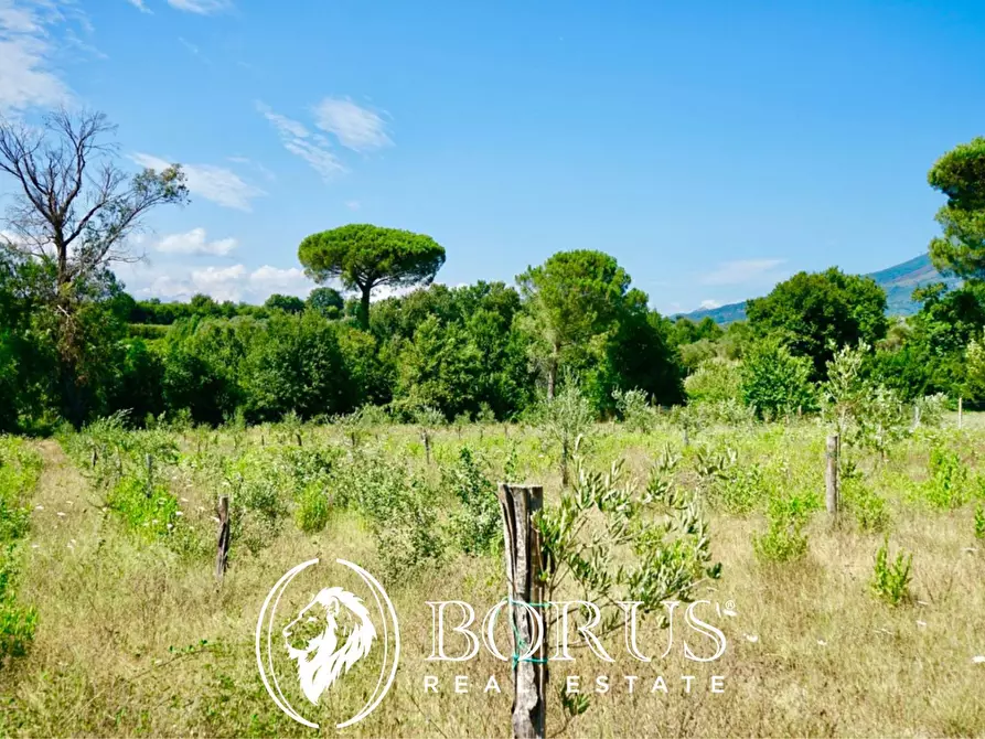 Immagine 12 di Terreno agricolo in vendita  in Via Travata a Sessa Aurunca