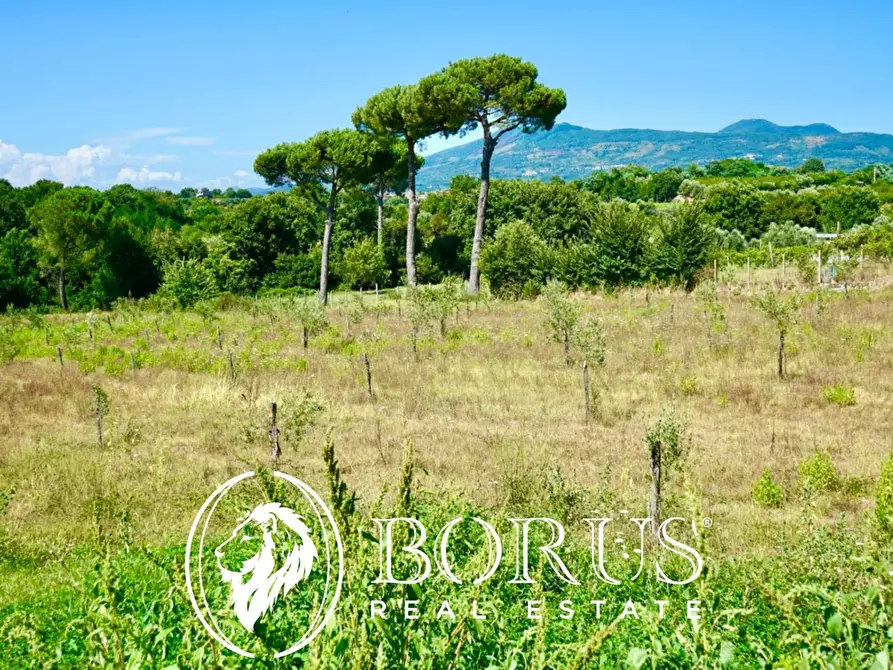 Immagine 13 di Terreno agricolo in vendita  in Via Travata a Sessa Aurunca