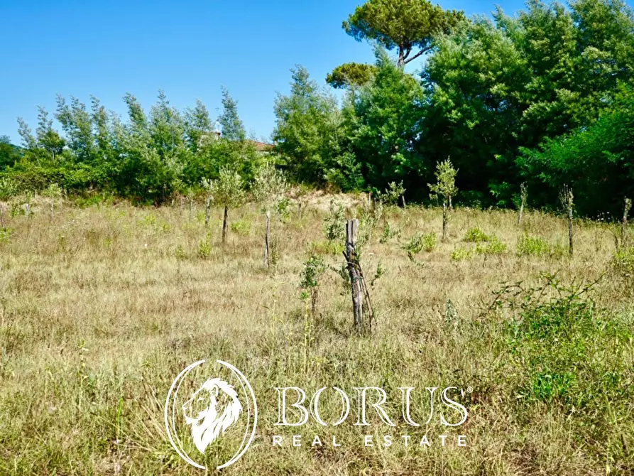 Immagine 14 di Terreno agricolo in vendita  in Via Travata a Sessa Aurunca