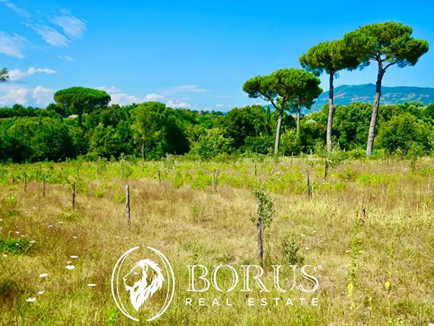 Immagine 16 di Terreno agricolo in vendita  in Via Travata a Sessa Aurunca