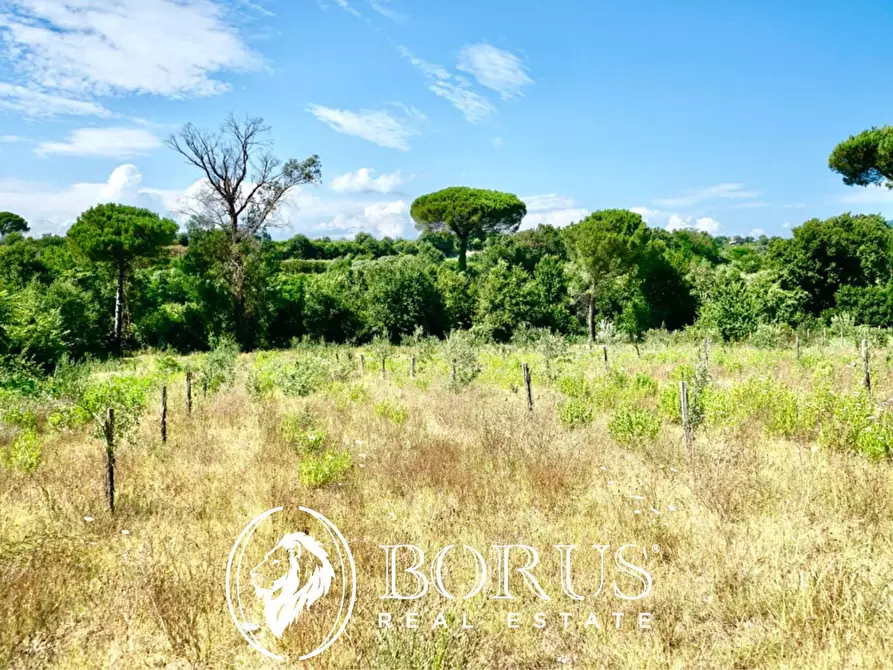 Immagine 17 di Terreno agricolo in vendita  in Via Travata a Sessa Aurunca