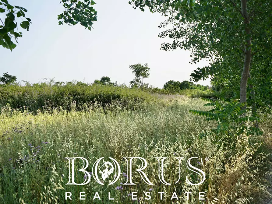 Immagine 4 di Terreno agricolo in vendita  in traversa Schiavone a Frignano