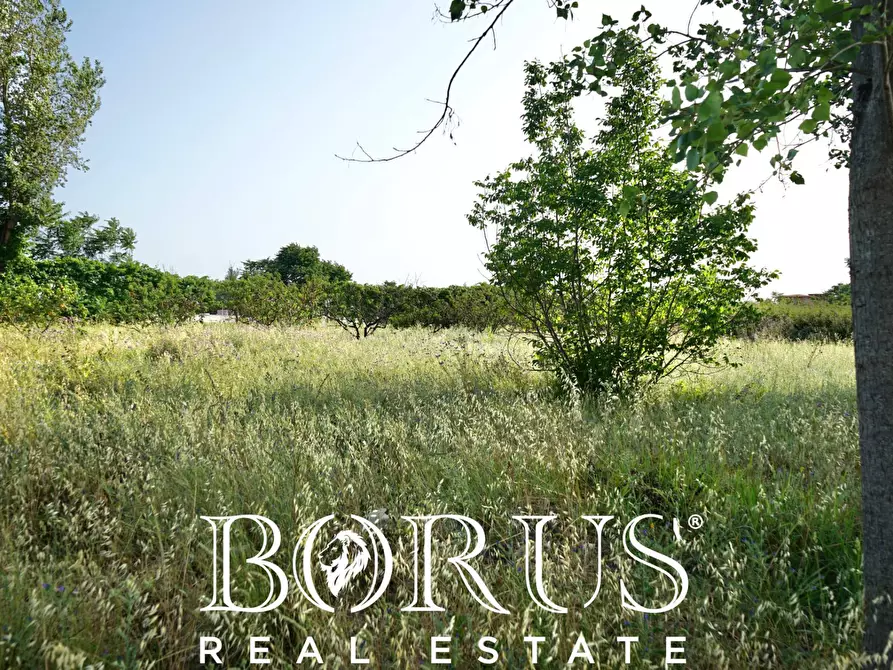 Immagine 7 di Terreno agricolo in vendita  in traversa Schiavone a Frignano