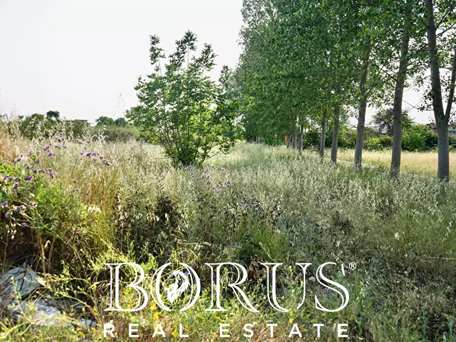 Immagine 11 di Terreno agricolo in vendita  in traversa Schiavone a Frignano