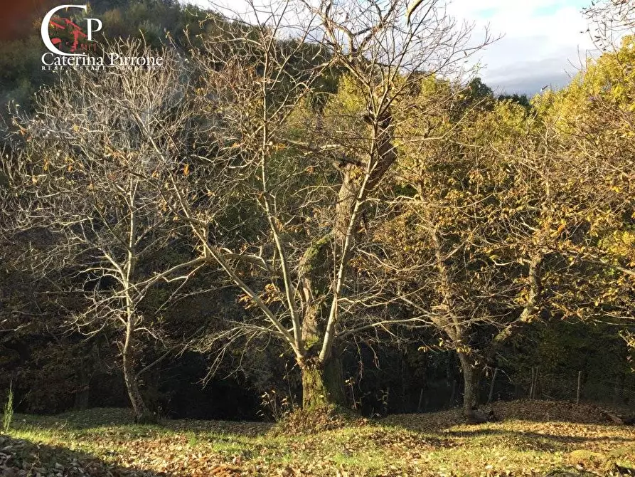 Immagine 30 di Rustico / casale in vendita  in località Spaliena 10 a Londa
