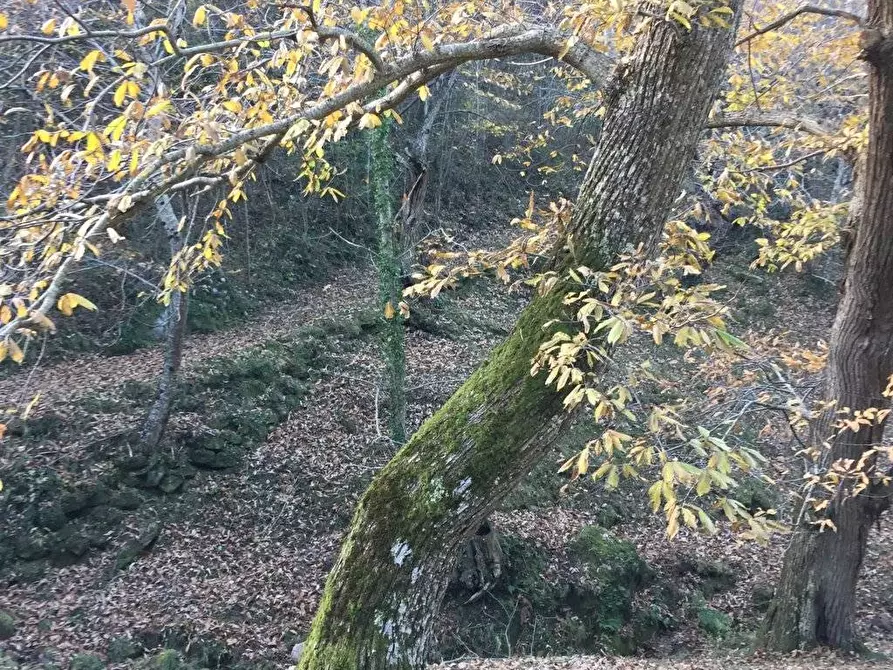 Immagine 28 di Rustico / casale in vendita  in località Spaliena 10 a Londa