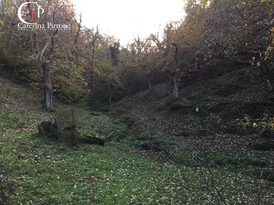 Immagine 29 di Rustico / casale in vendita  in località Spaliena 10 a Londa