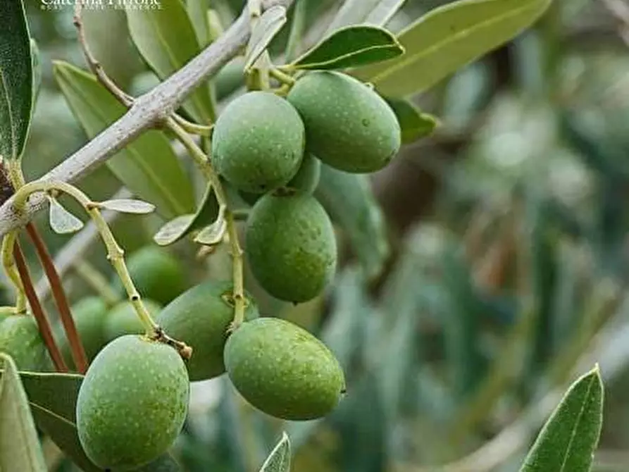 Immagine 4 di Terreno agricolo in vendita  in località Pagnana 1 a Rignano Sull'arno