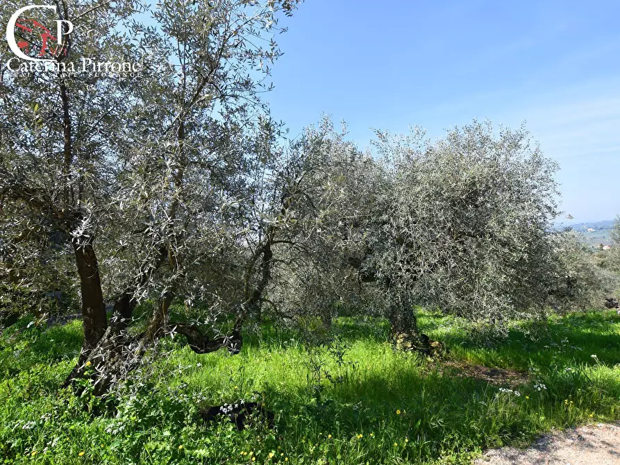 Immagine 3 di Terreno agricolo in vendita  in località Pagnana 1 a Rignano Sull'arno