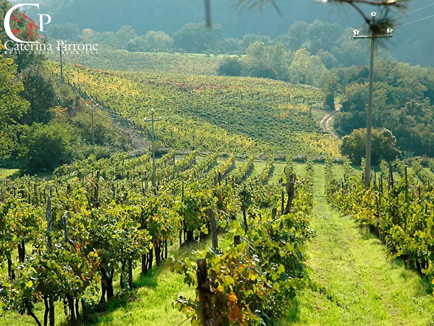 Immagine 6 di Terreno agricolo in vendita  in via Ampinana 10 a Vicchio