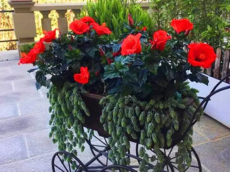 Immagine 3 di Appartamento in vendita  in via di Capornia 18 a Firenze