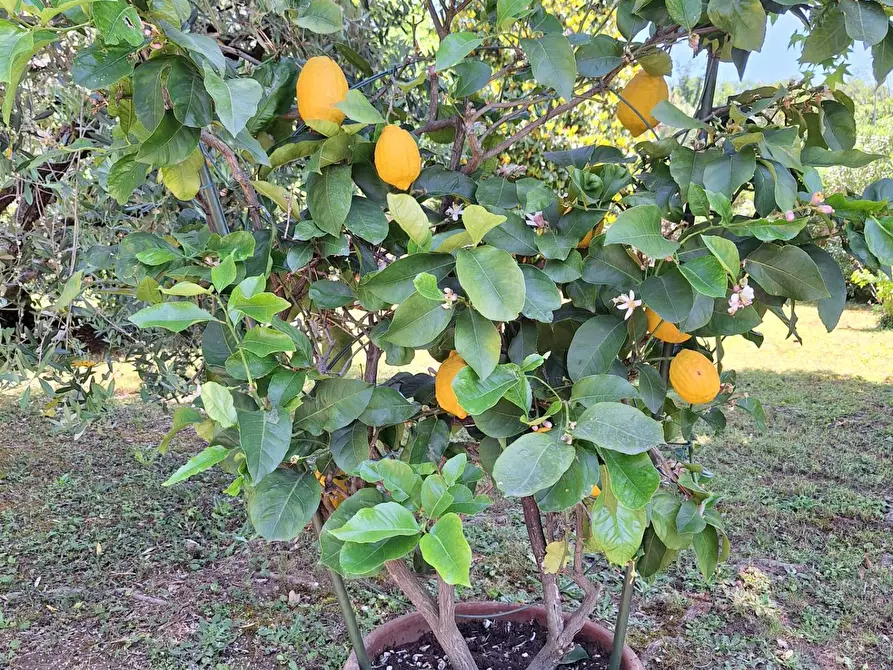 Immagine 16 di Villa in vendita  in via Roma 10 a Pescaglia