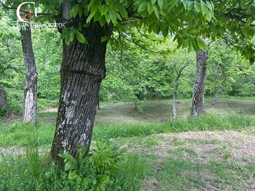 Immagine 9 di Rustico / casale in vendita  in località Caprile snc a Londa