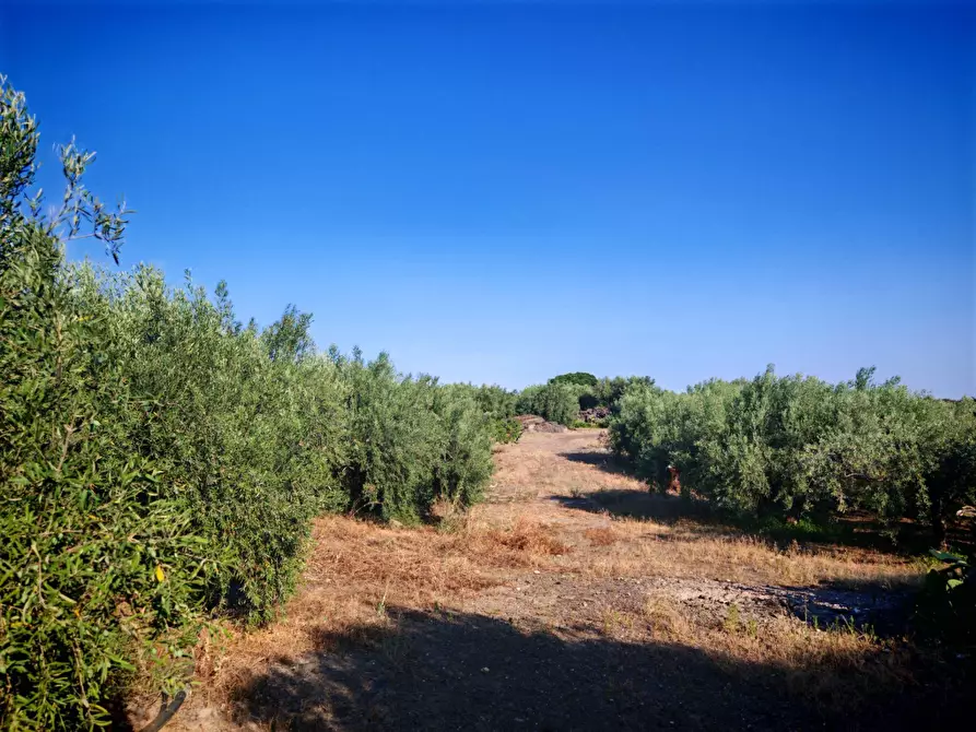 Immagine 27 di Terreno agricolo in vendita  a Paterno'