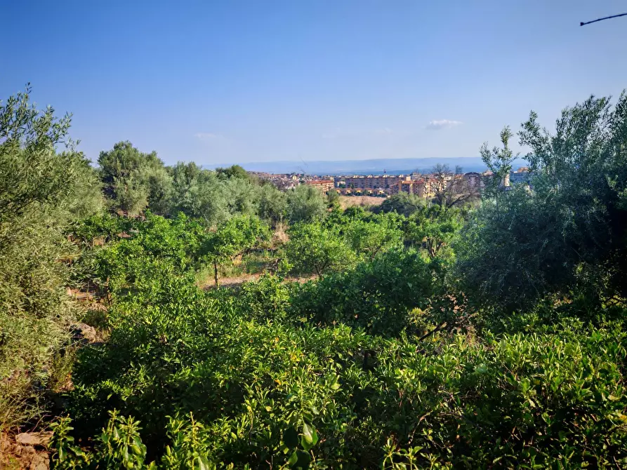 Immagine 16 di Terreno agricolo in vendita  a Paterno'