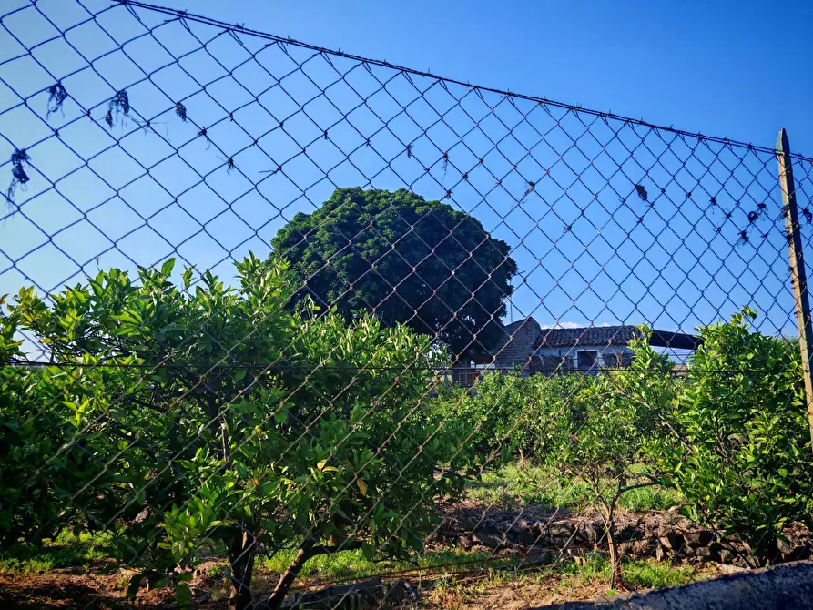Immagine 10 di Terreno agricolo in vendita  a Paterno'