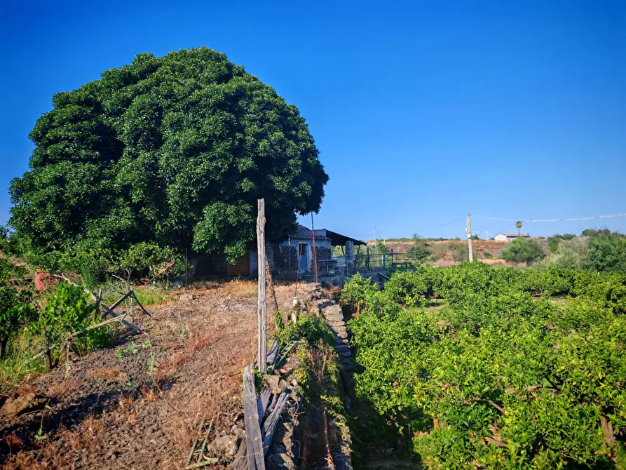 Immagine 4 di Terreno agricolo in vendita  a Paterno'
