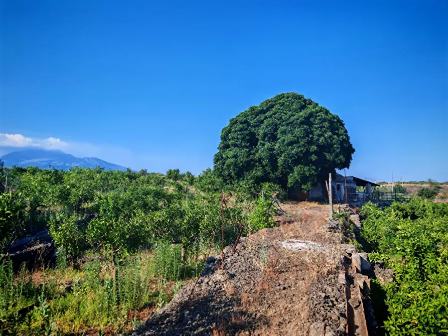 Immagine 5 di Terreno agricolo in vendita  a Paterno'